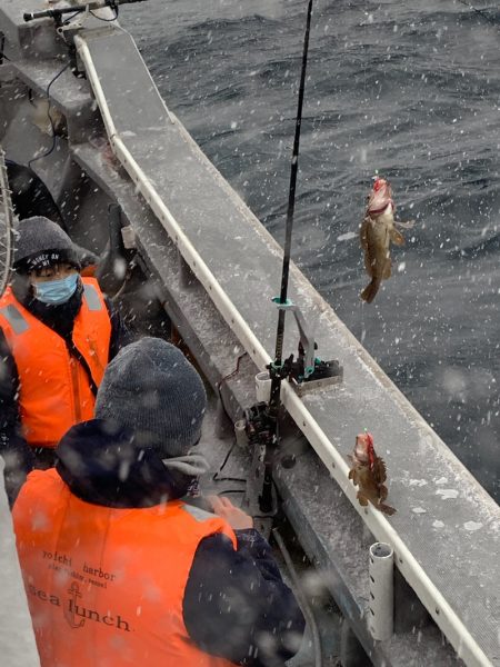 シーランチ 釣果
