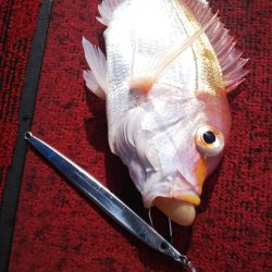 光生丸 釣果