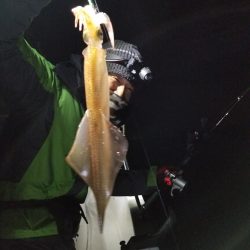 アマテラス 釣果