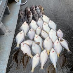 シーランチ 釣果