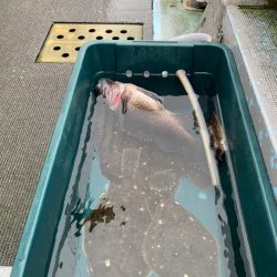 シーランチ 釣果