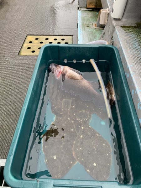 シーランチ 釣果