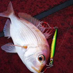 光生丸 釣果