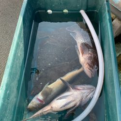 シーランチ 釣果