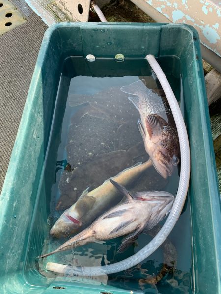 シーランチ 釣果