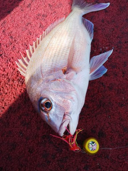 光生丸 釣果