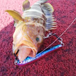 光生丸 釣果