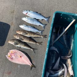 シーランチ 釣果