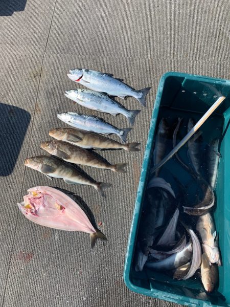 シーランチ 釣果