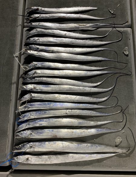 SeaRide(シーライド) 釣果