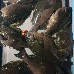 シースナイパー海龍 釣果