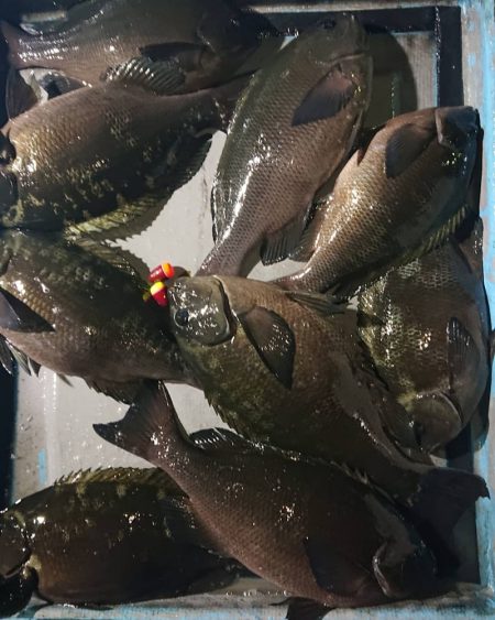 シースナイパー海龍 釣果