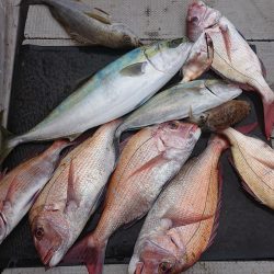 ブルースフィッシングサービス 釣果