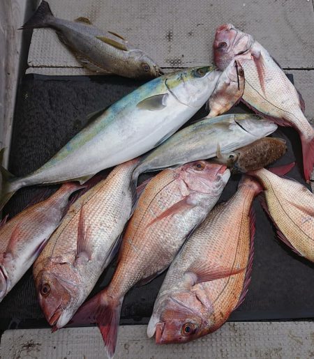 ブルースフィッシングサービス 釣果