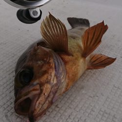 遊漁船　家入 釣果