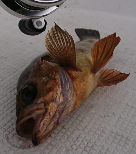 遊漁船　家入 釣果