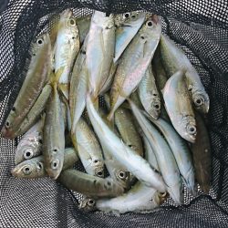 遊漁船　家入 釣果