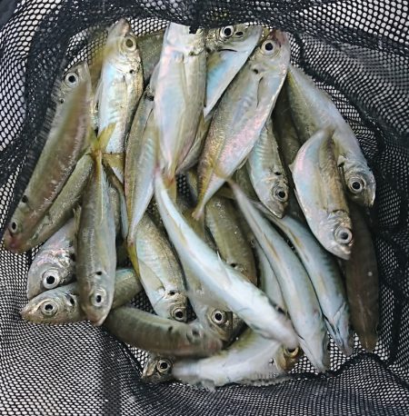 遊漁船　家入 釣果