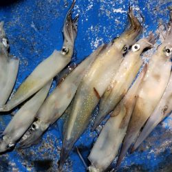 海龍丸（石川） 釣果