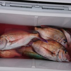 第三共栄丸 釣果