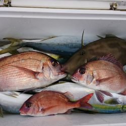 第三共栄丸 釣果