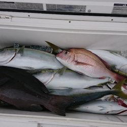 第三共栄丸 釣果