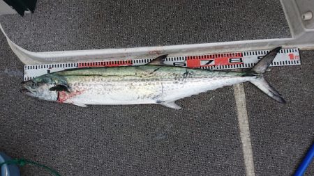 ARCADIAⅡ (アルカディアⅡ) 釣果