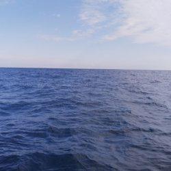 第二龍勢丸 釣果