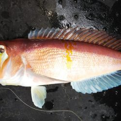 第二龍勢丸 釣果