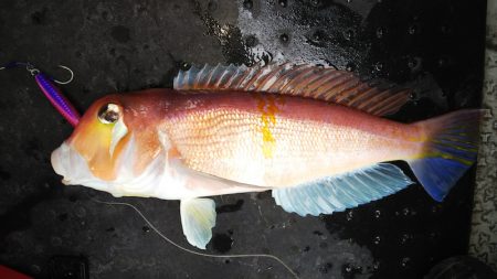 第二龍勢丸 釣果