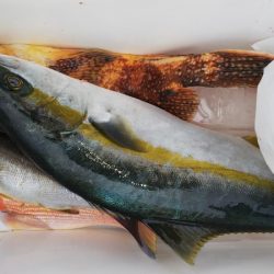 第二龍勢丸 釣果