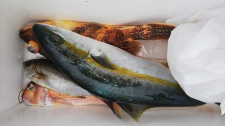 第二龍勢丸 釣果