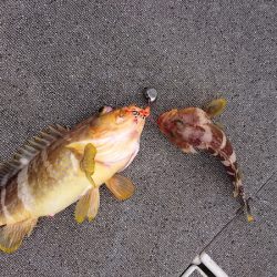 ARCADIAⅡ (アルカディアⅡ) 釣果