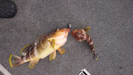 ARCADIAⅡ (アルカディアⅡ) 釣果