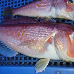 第三共栄丸 釣果