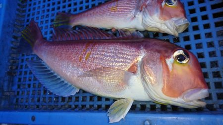 第三共栄丸 釣果