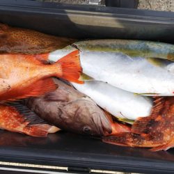 第二龍勢丸 釣果