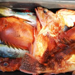 第二龍勢丸 釣果