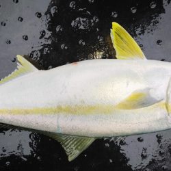 第二龍勢丸 釣果