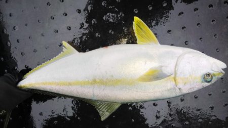 第二龍勢丸 釣果