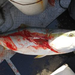 第二龍勢丸 釣果