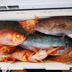 第二龍勢丸 釣果