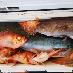 第二龍勢丸 釣果