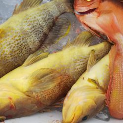 第二龍勢丸 釣果