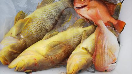 第二龍勢丸 釣果