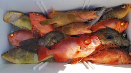 第二龍勢丸 釣果