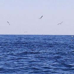 第二龍勢丸 釣果