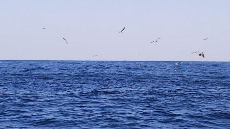 第二龍勢丸 釣果