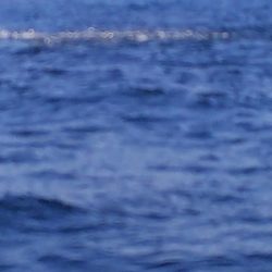 第二龍勢丸 釣果