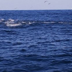 第二龍勢丸 釣果